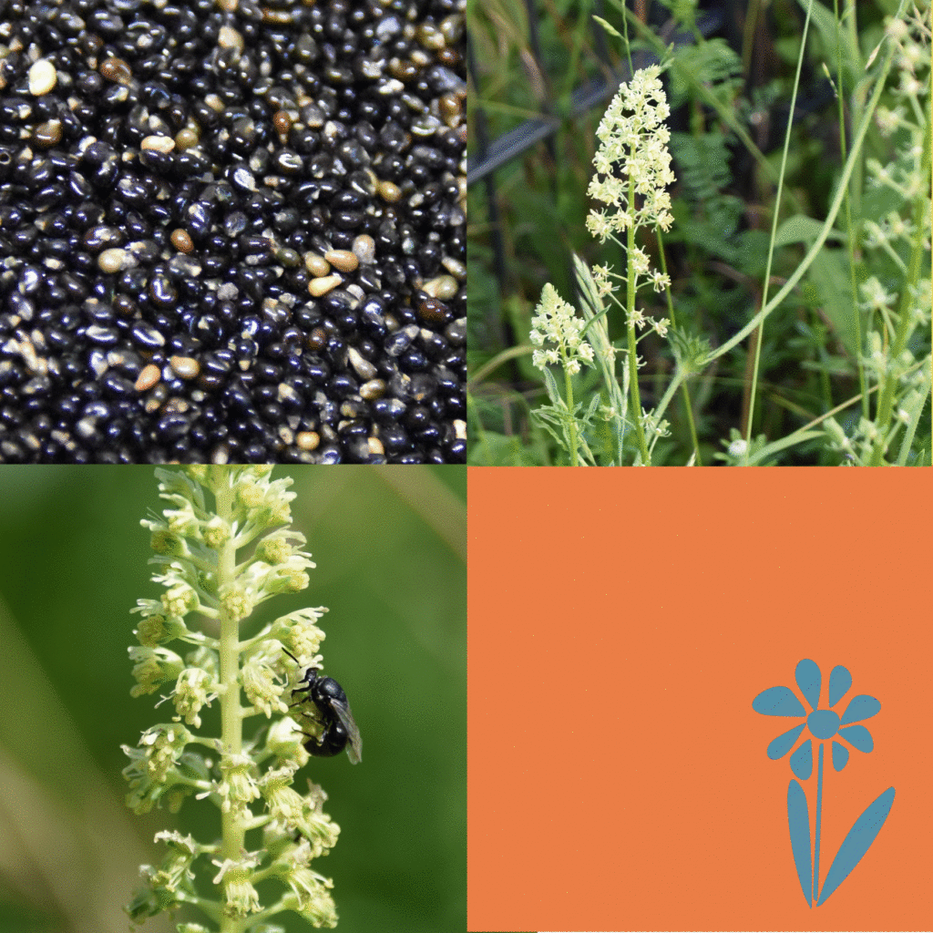 Wilde-Balkonblueten_Gelbe-Resede_-Janina-DAlvise