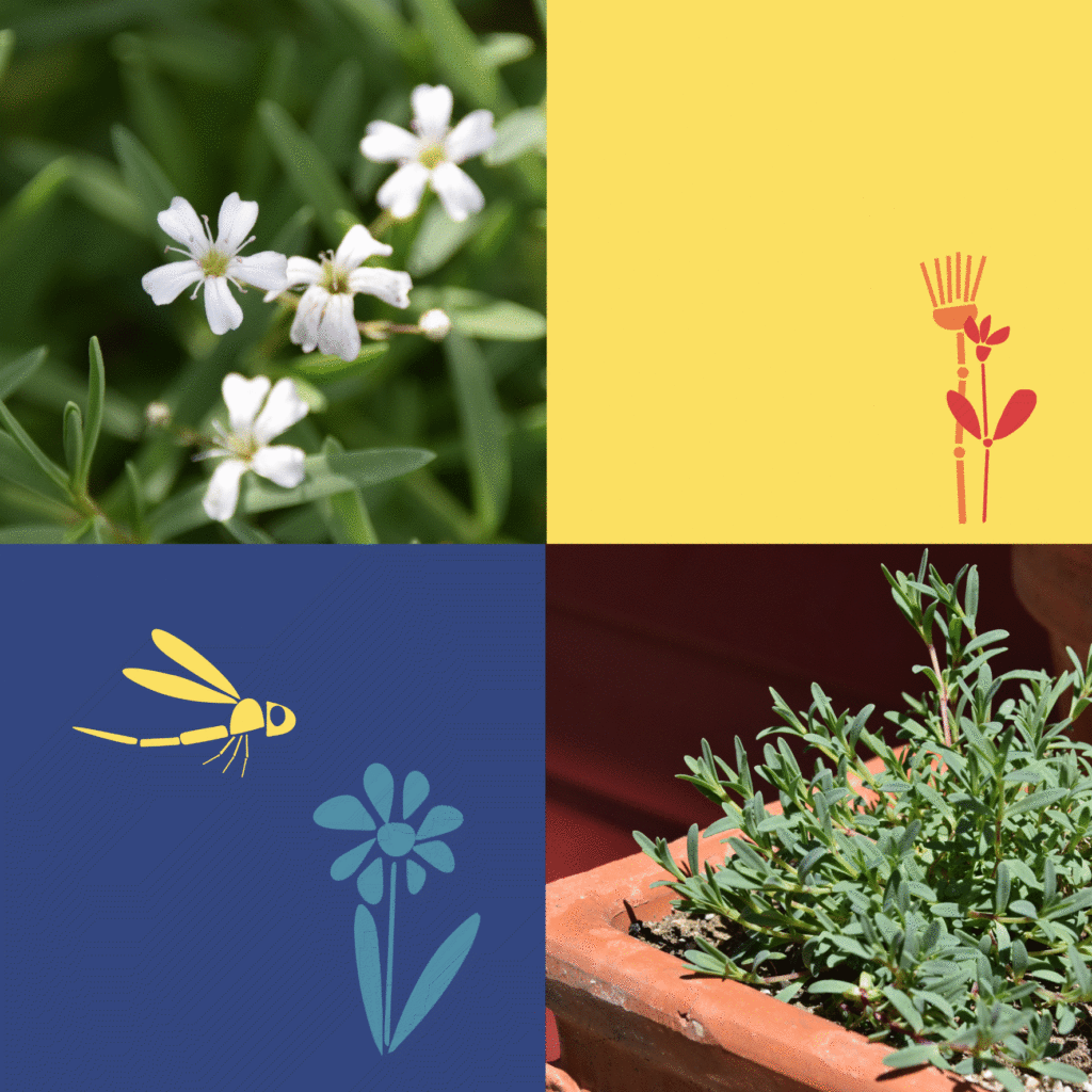 Wilde-Balkonblueten_Gipskraut_Janina-DAlvise-1