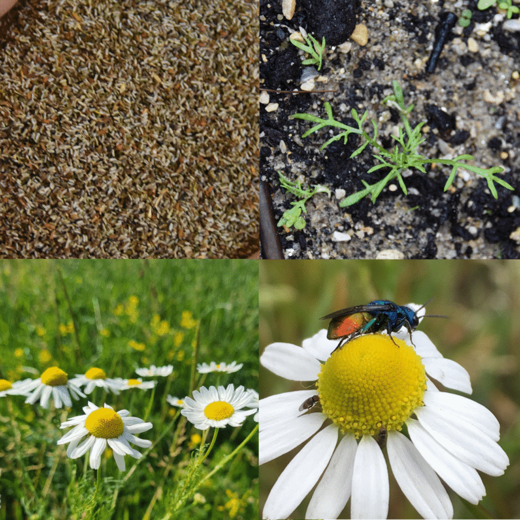 Wilde-Balkonblueten_Kamille_Linda-Trein-Janina-DAlvise