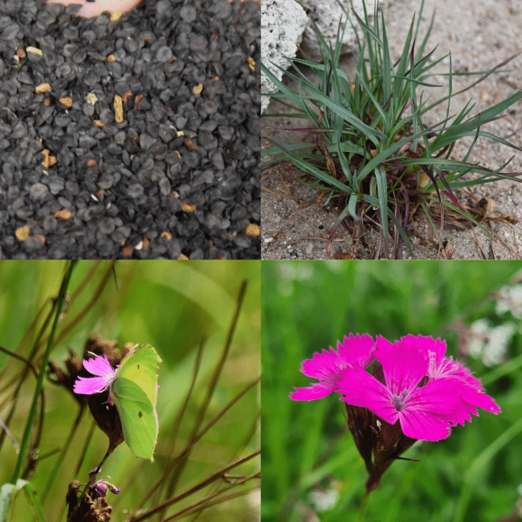 Wilde-Balkonblueten_Kartaeusernelke_Janina-DAlvise