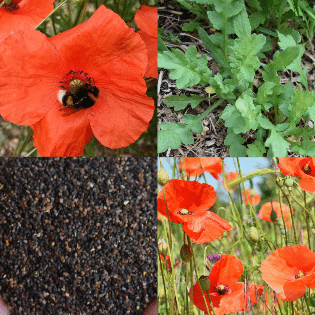 Wilde-Balkonblueten_Klatschmohn_Janina-DAlvise