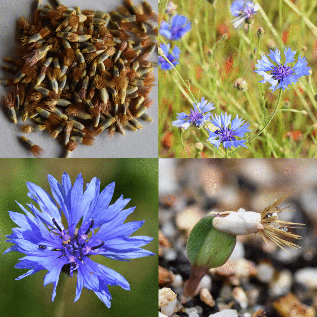 Wilde-Balkonblueten_Kornblume_Janina-DAlvise