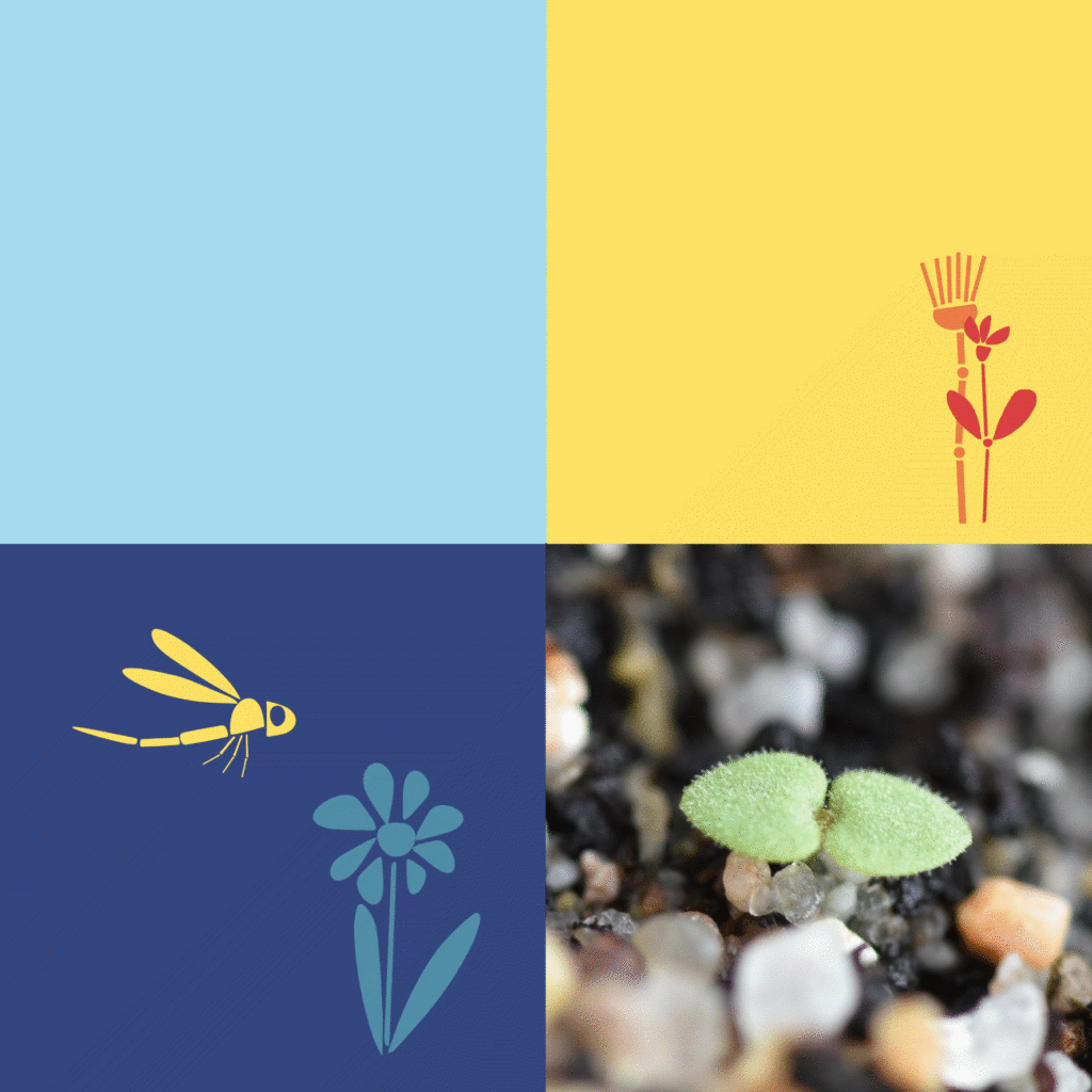 Wilde-Balkonblueten_Loewenmaeulchen_Janina-DAlvise