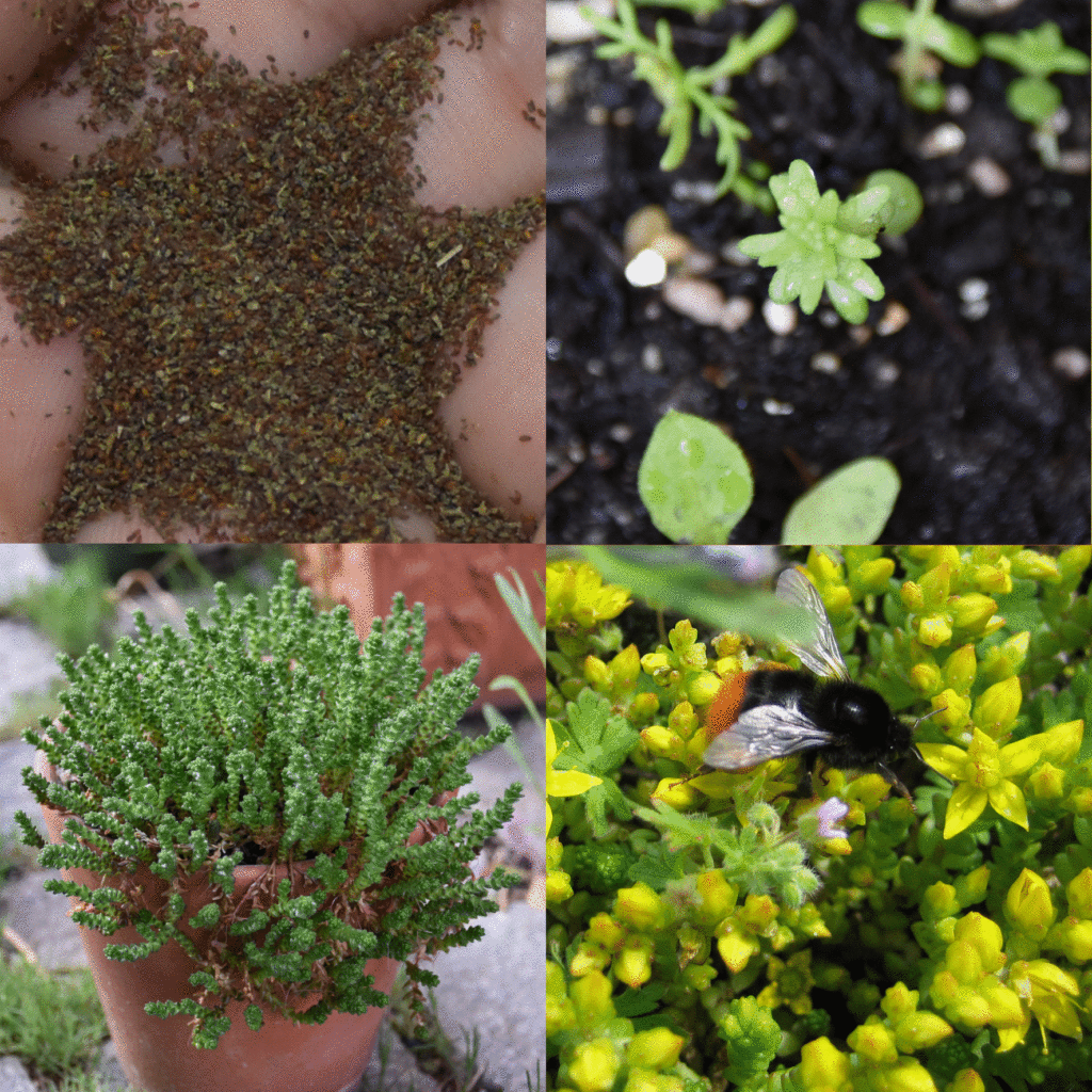 Wilde-Balkonblueten_Mauerpfeffer_Janina-DAlvise