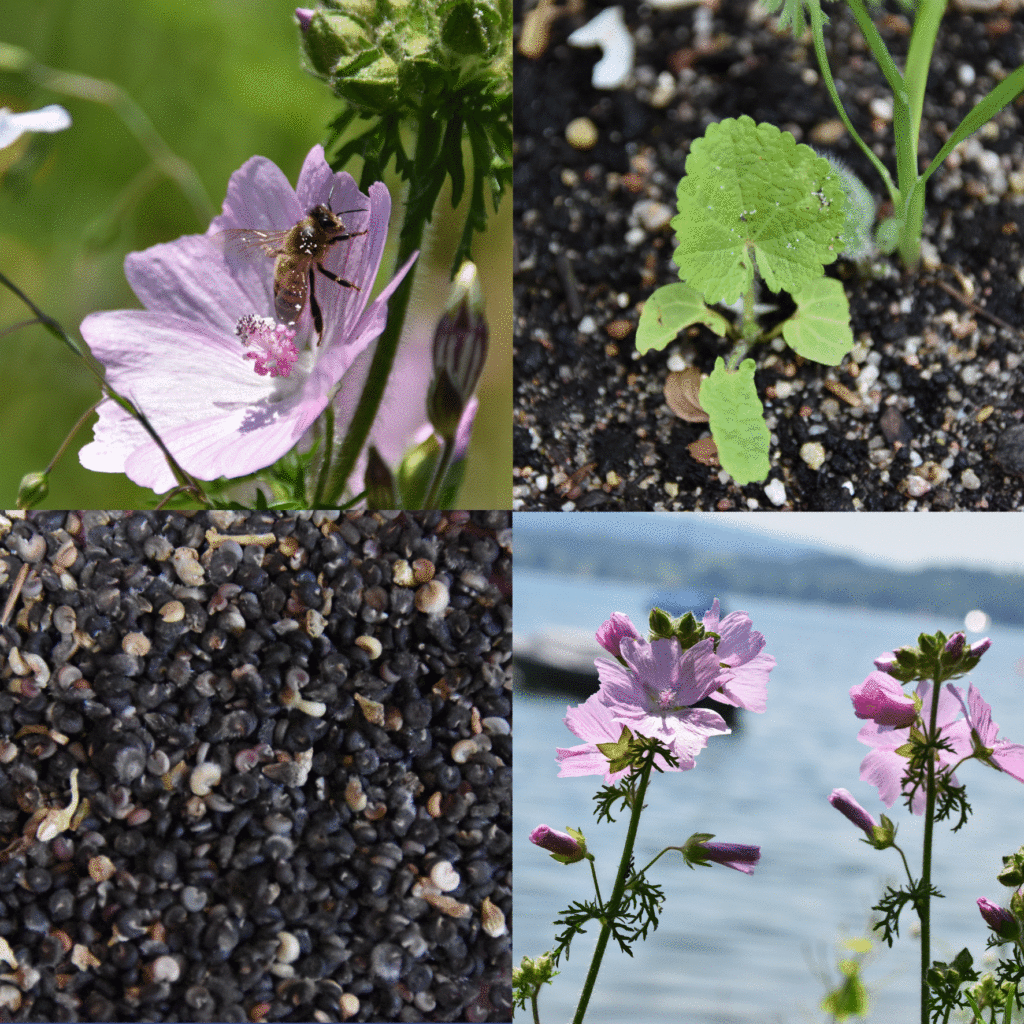 Wilde-Balkonblueten_Moschus-Malve_Janina-DAlvise