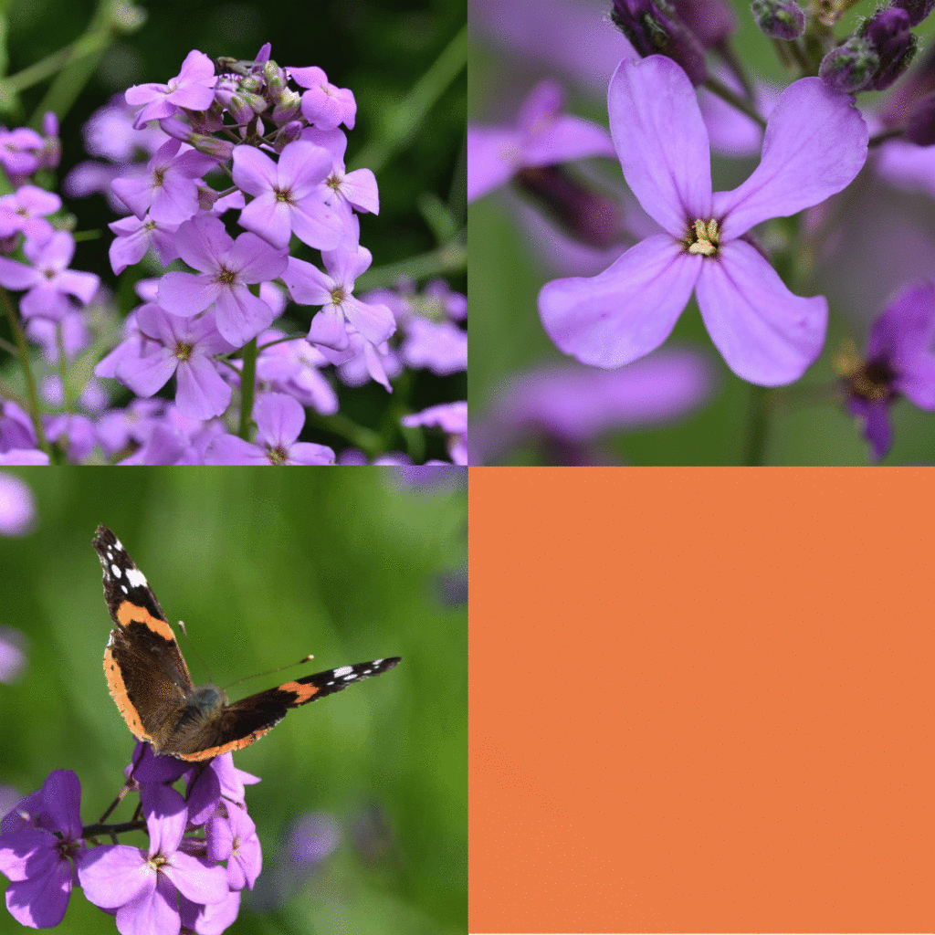 Wilde-Balkonblueten_Nachtviole_Janina-DAlvise