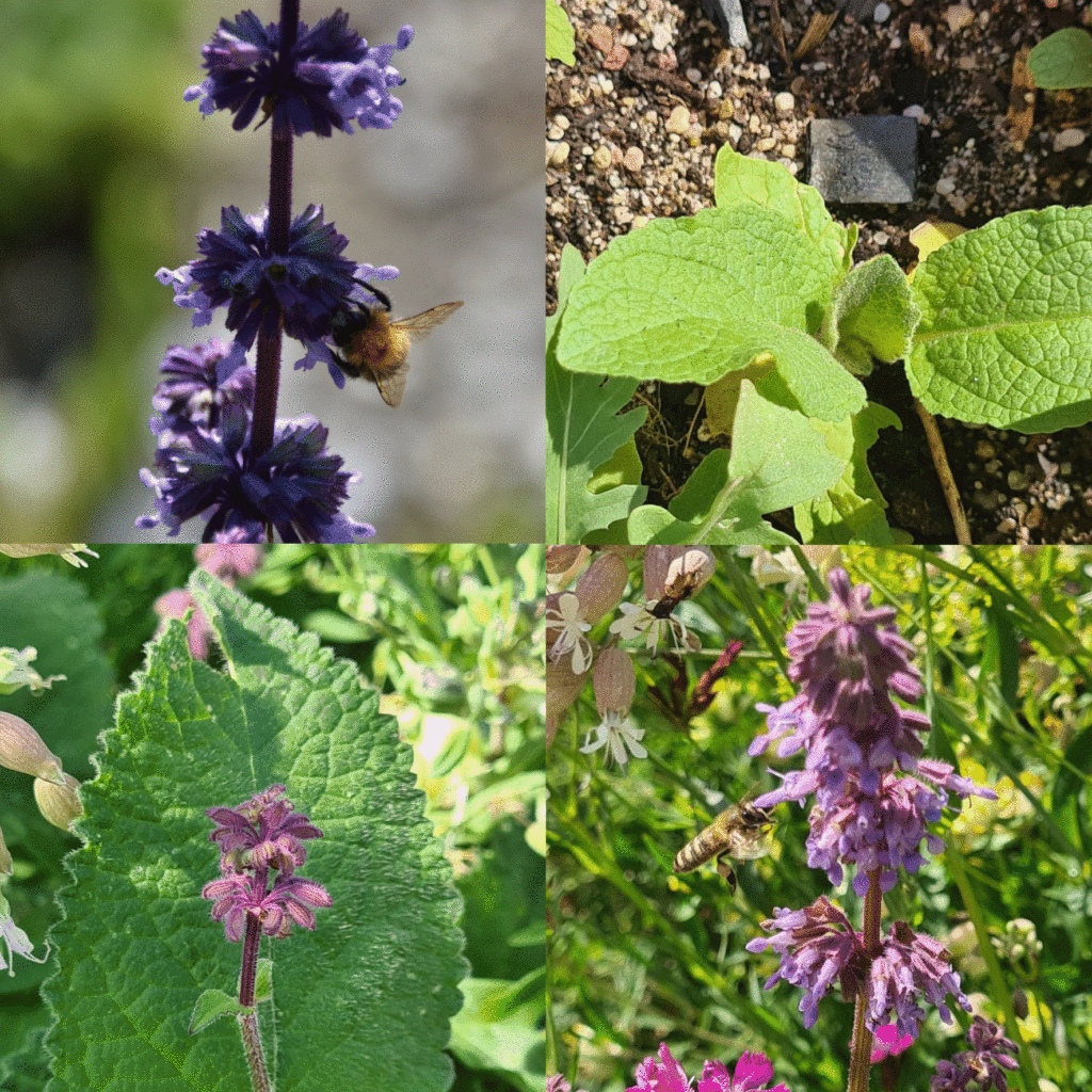 Wilde-Balkonblueten_Quirlbluetiger-Salbei_Janina-DAlvise