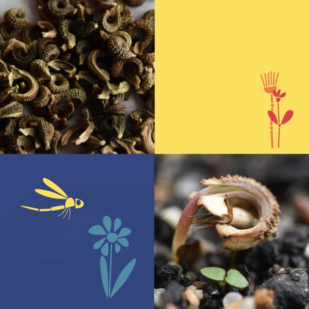 Wilde-Balkonblueten_Ringelblume_Janina-DAlvise