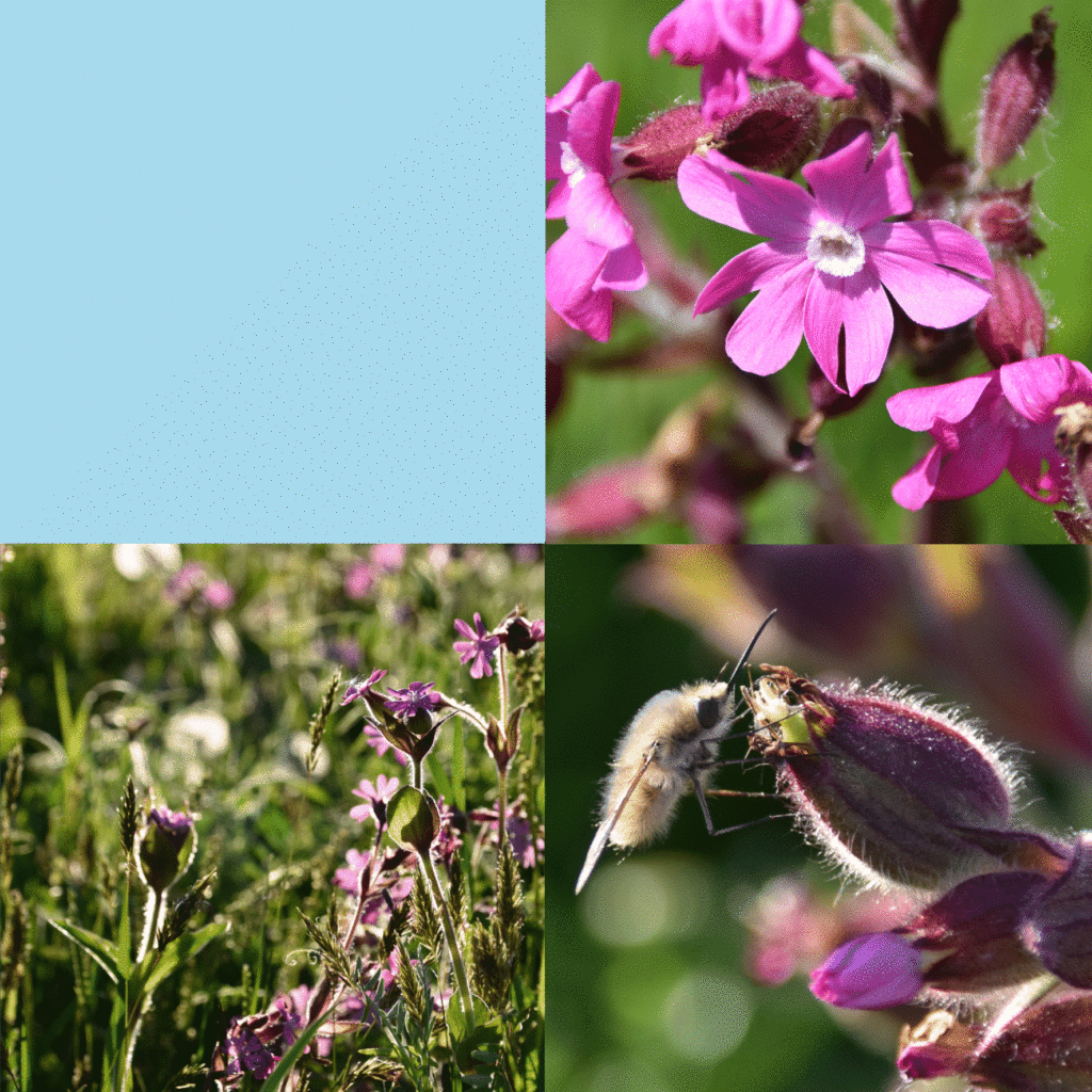 Wilde-Balkonblueten_Rote-Lichtnelke_Janina-DAlvise