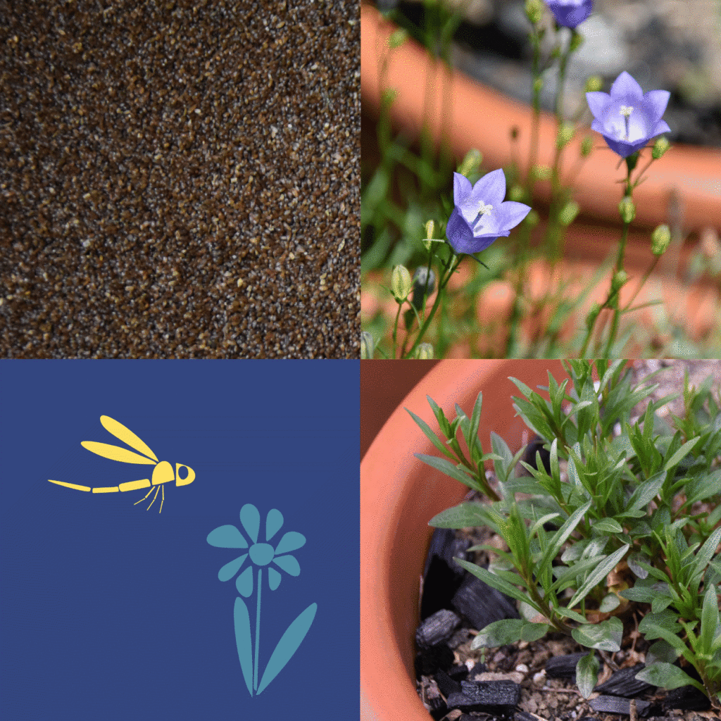 Wilde-Balkonblueten_Rundblaettrige-Glockenblume_Janina-DAlvise