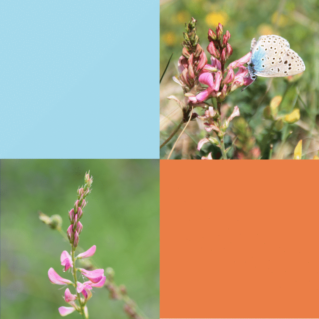 Wilde-Balkonblueten_Sand-Esparsette_Janina-DAlvise