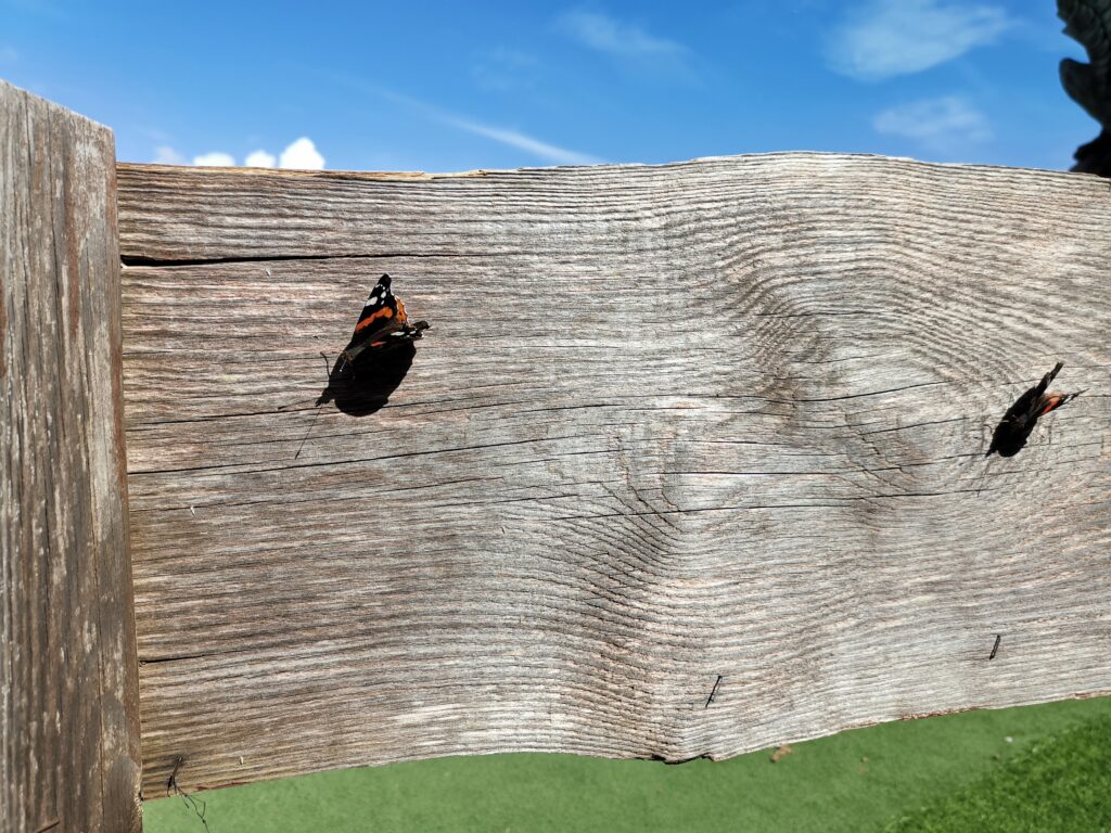 Holzpflanzenkohle bindet Kohlenstoff aus der Atmosphäre. Foto: M. Holler