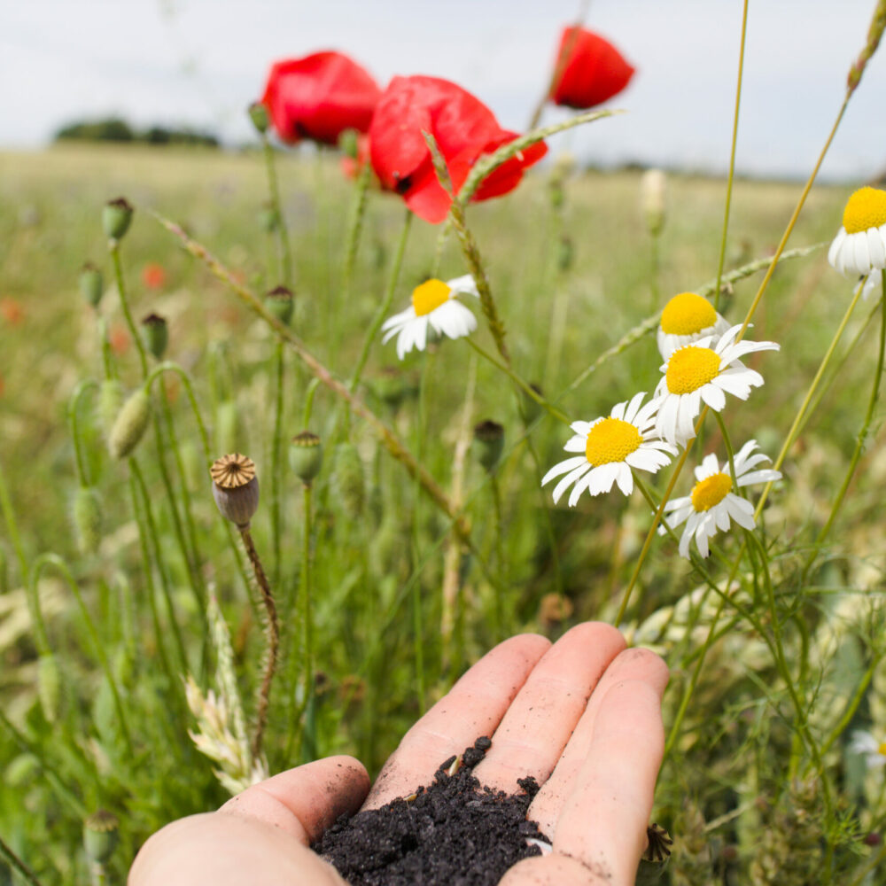 Klimaschutz und Artenvielfalt geht Hand in Hand mit Pflanzenkohle. Foto: R. Holler