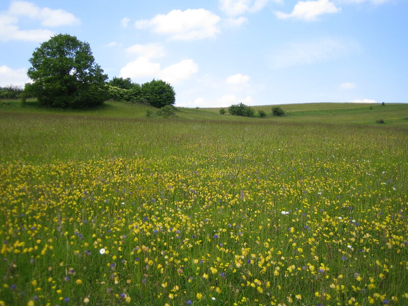 Linda Trein_Grünland bunt
