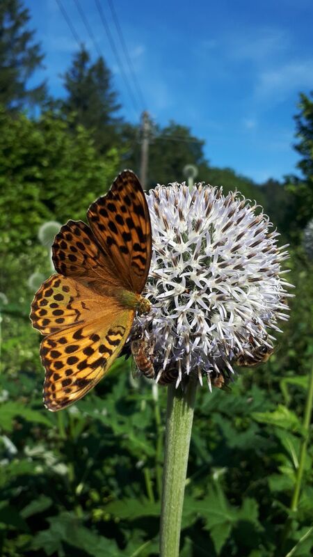 Alica Kipp_ Kaisermantel und Honigbienen auf Kugeldistel