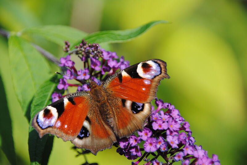 Janina D'Alvise_Tagpfauenauge