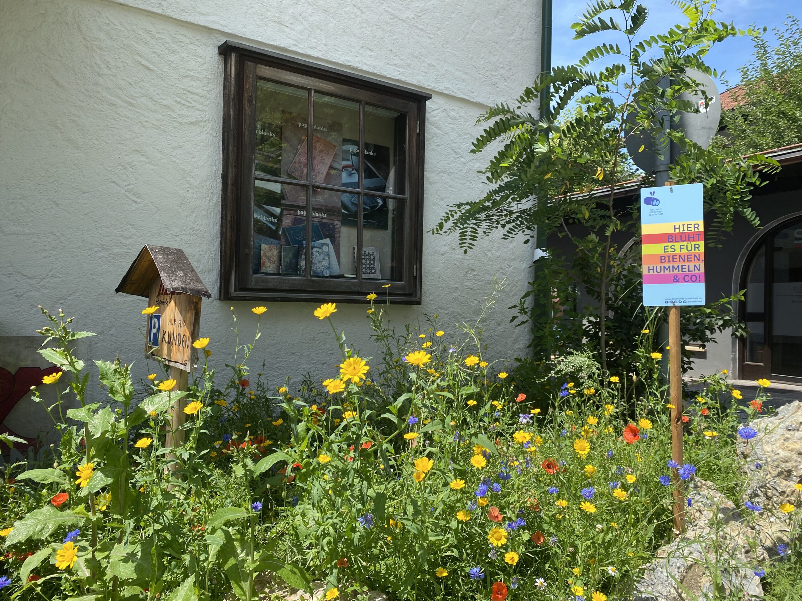 Blumenwiese-auf-Kleinstflaeche-1.-Standjahr-Bluehaspekt-Kulturarten-Matthias-Wucherer