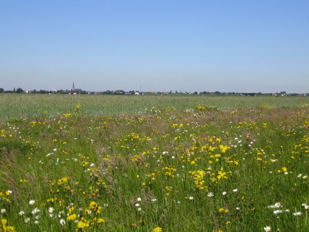 Linda-Trein_Ackerrandstreifen