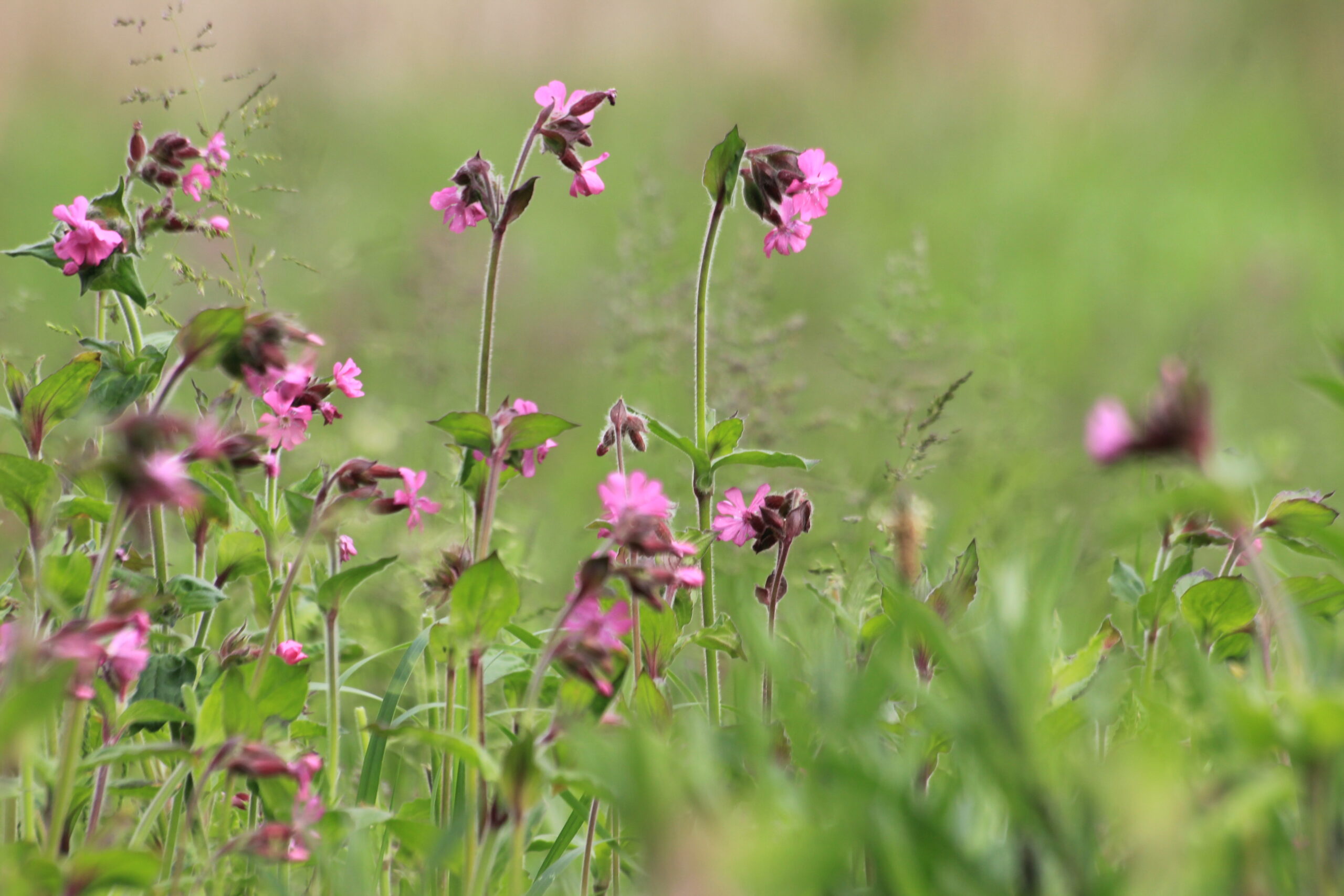 Rote Lichtnelken in der Mischung "Blühende Landschaft", Foto von Hanna Konrad