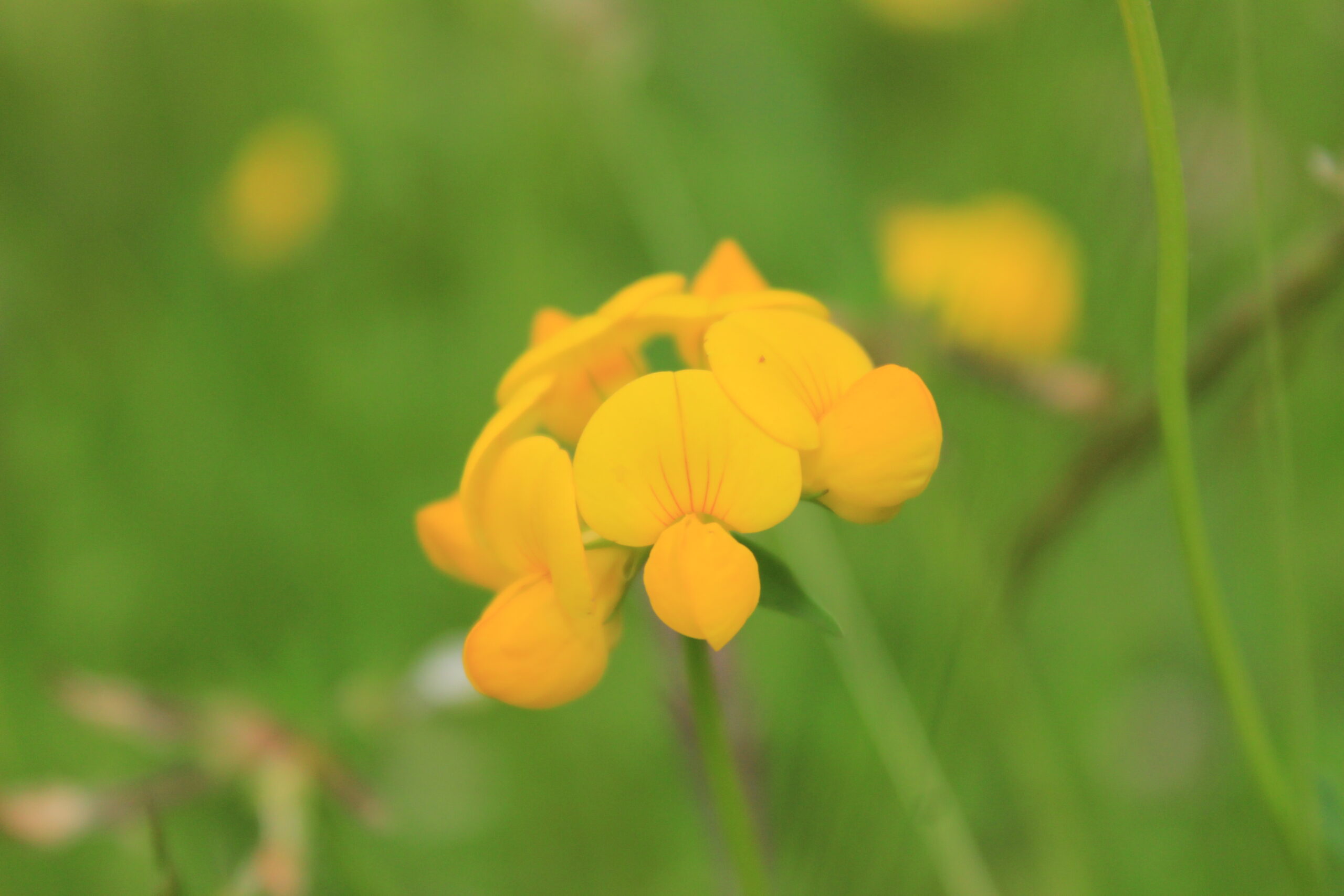 Gewöhnlicher Hornklee (Lotus corniculatus), Foto von Hanna Konrad