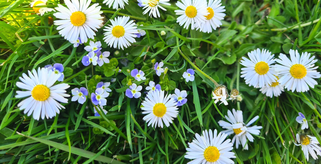 Gänseblümchen und Ehrenpreis in der Blühmischung 
