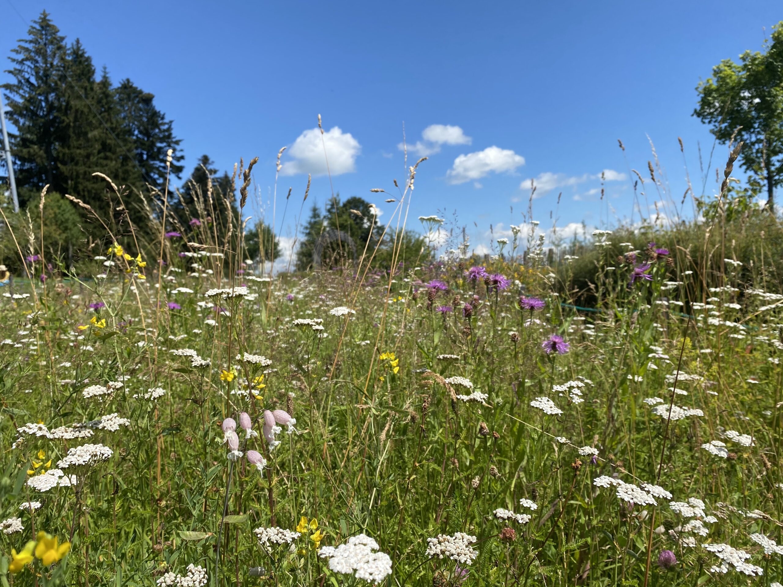 Mager- und Sandrasen Matthias Wucherer