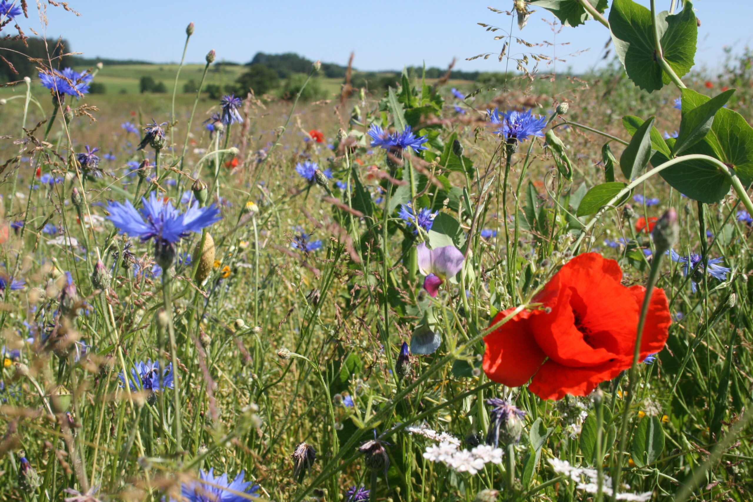 Klatschmohn und Kornblumen auf dem Permakulturhof Eselgarten, Foto: Sara Decker