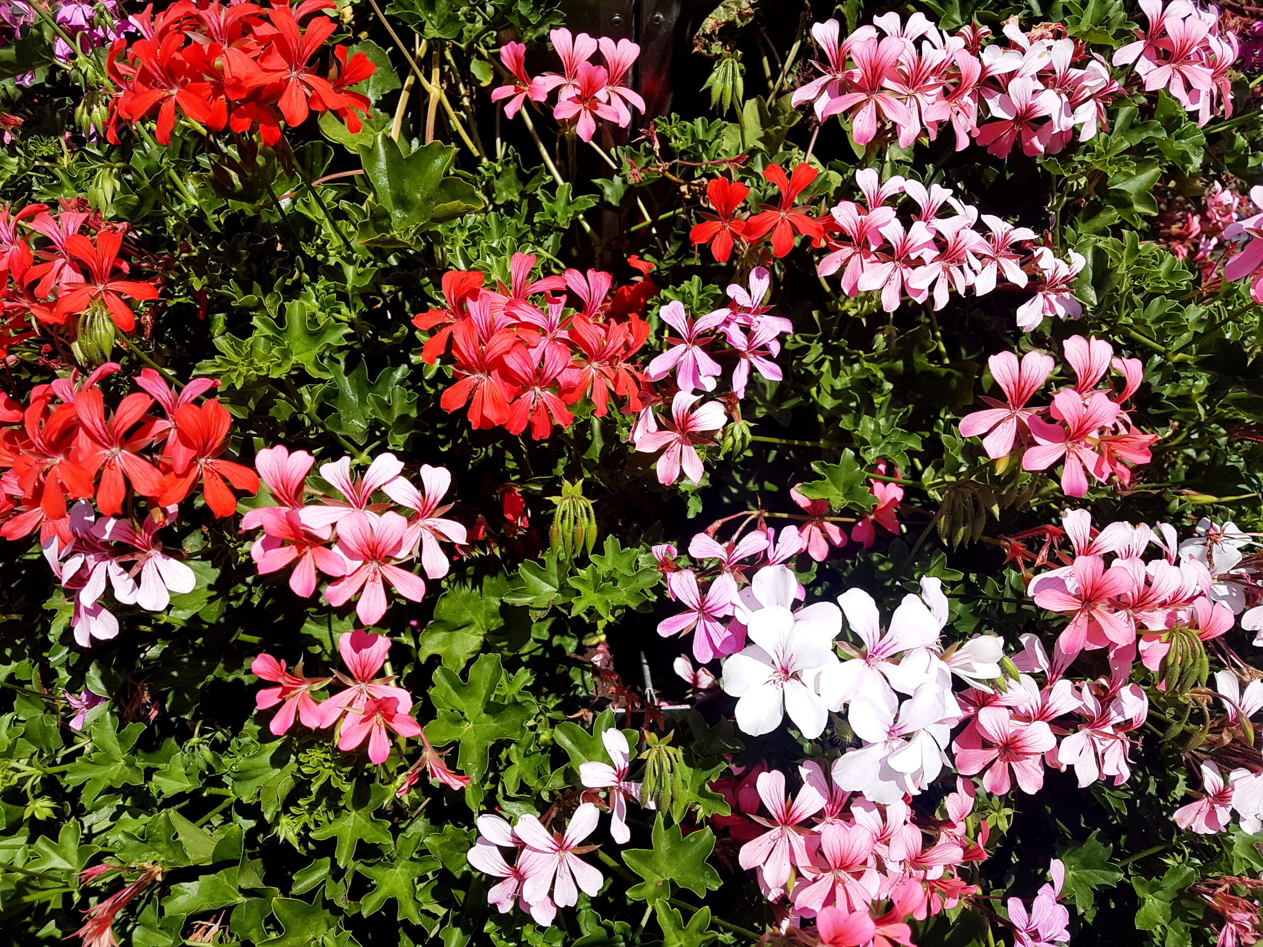 Geraninen, Foto: Hanna Konrad