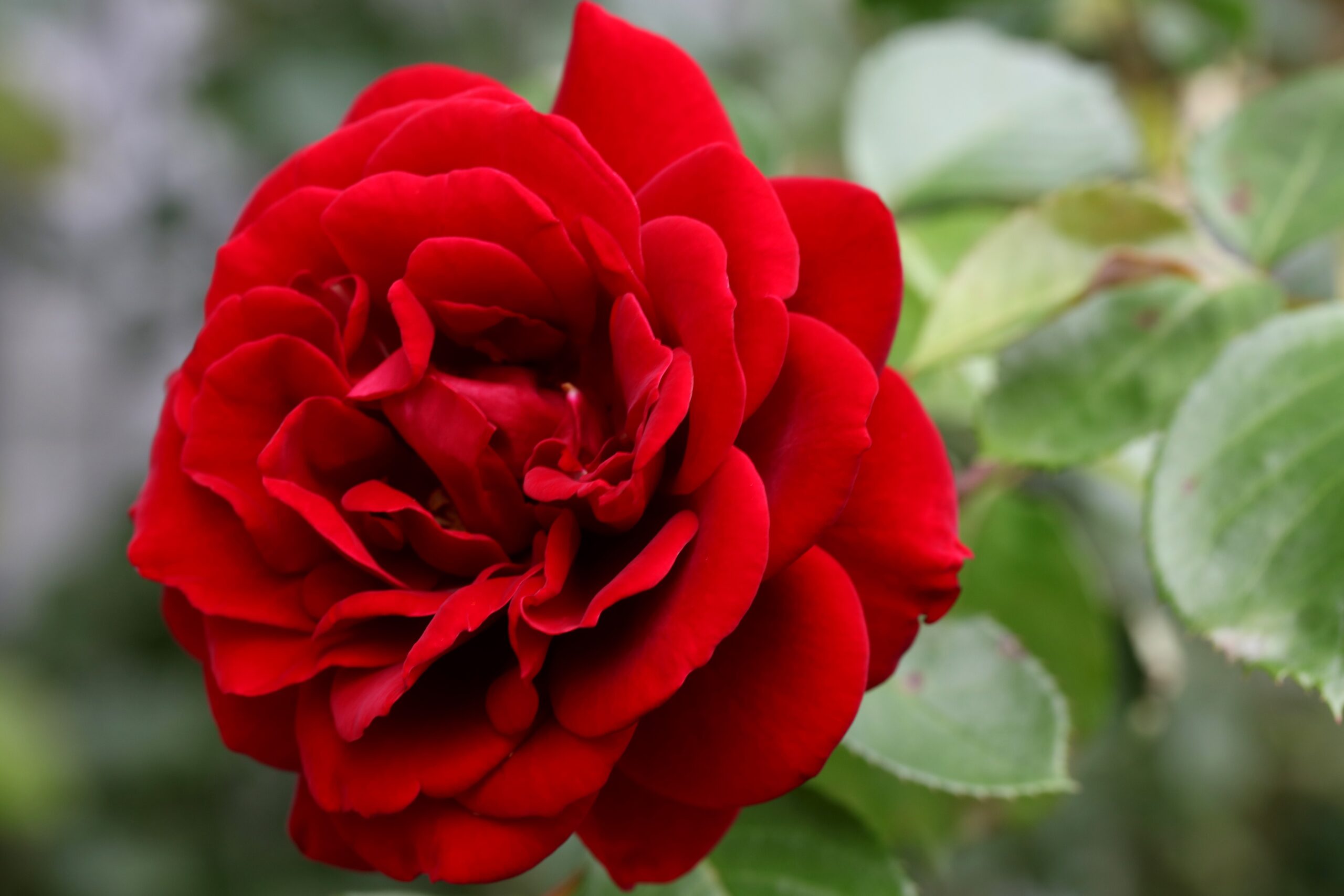 Gefüllte Rosenblüte, Foto von Hanna Konrad