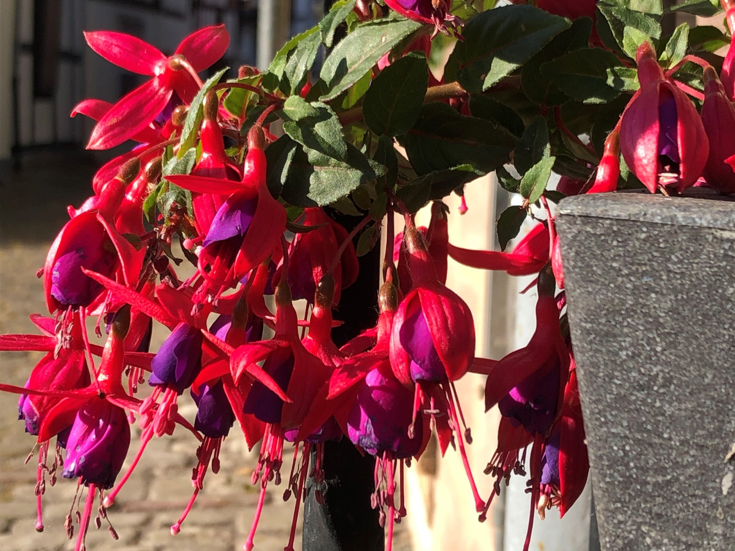 Fuchsie, Foto: Linda Trein