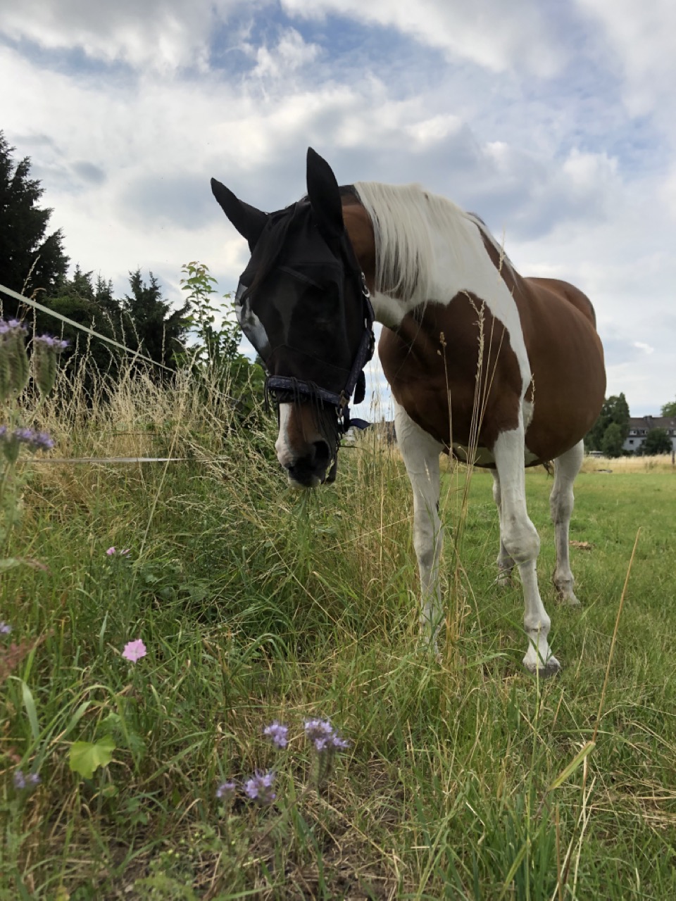 Linda-Trein_Insektenfreundliche-Pferdebluehmischung-Pferd-Gross