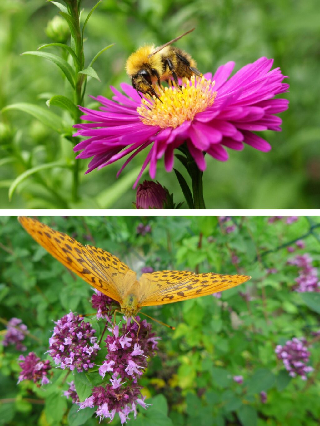 Linda-Trein_Sabine-Leisten_Aster-Oregano-Zierpflanzen-insektenfreundlich