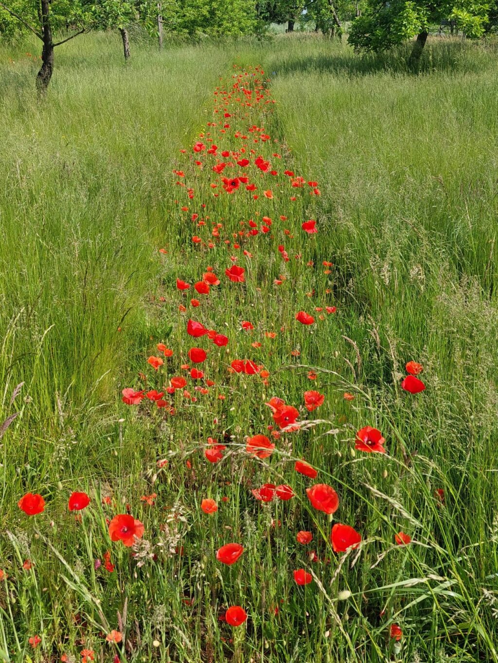 Klatschmohn im ersten Standjahr am Worldhouse Wetten, Foto: C. Blauert