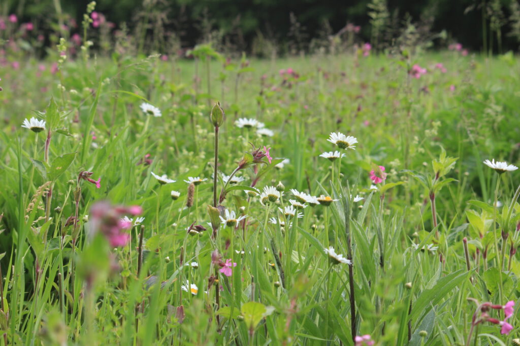 Blühaspekt "Blühende Landschaft Nord". Foto: H. Konrad