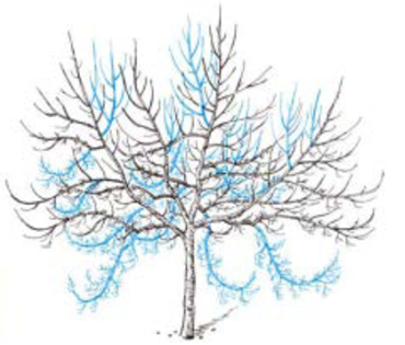 Erhaltungsschnitt_LfL