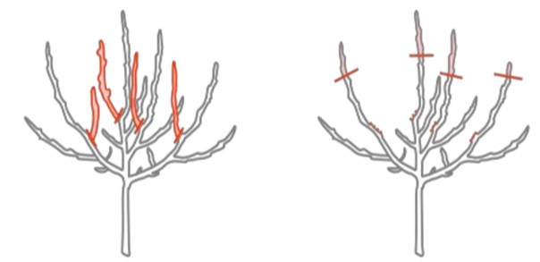 Erziehungsschnitt_LfL