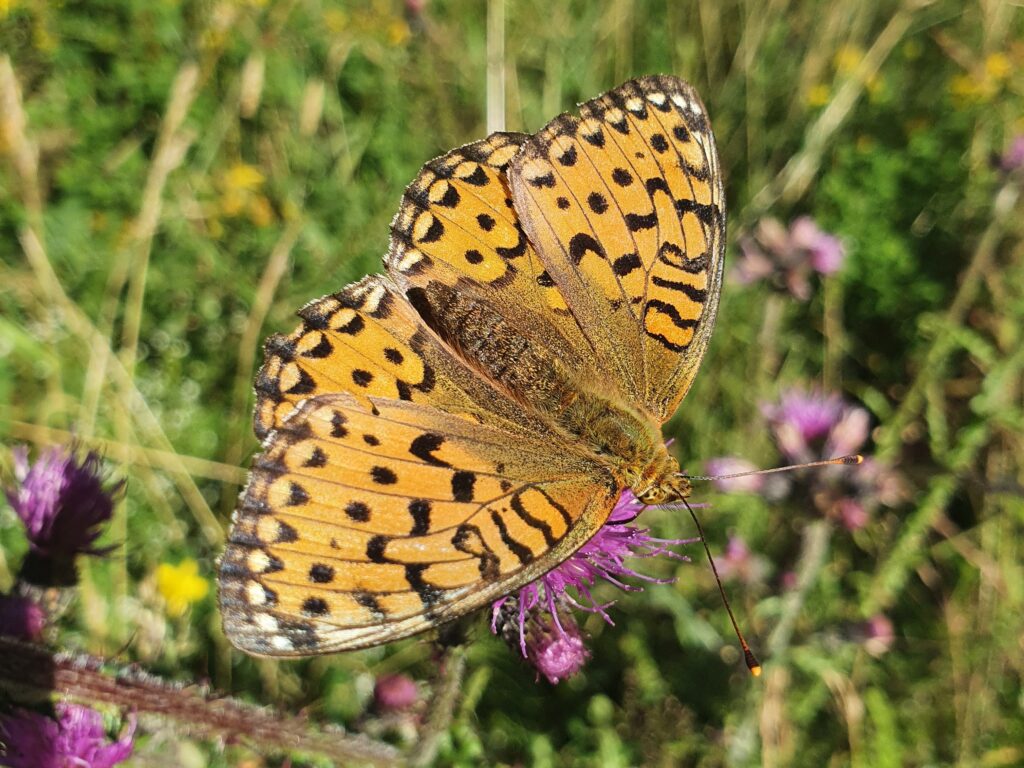 Großer Perlmuttfalter (Argynnis aglaja) saugend auf Schwarzer Flockenblume, Foto: H. Loritz