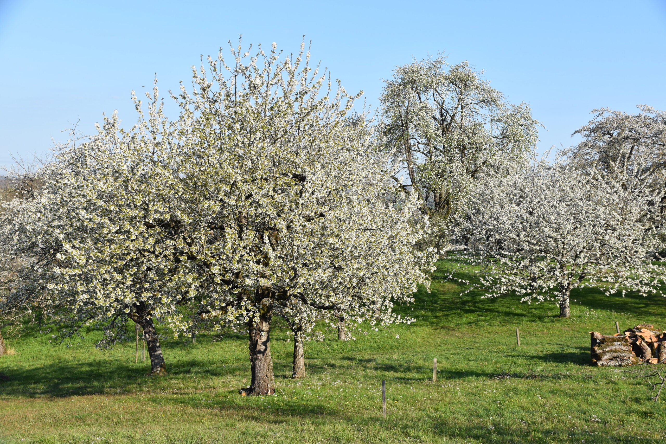 Alte Streuobstwiese in voller Blüte, Foto: Janina D'Alvise