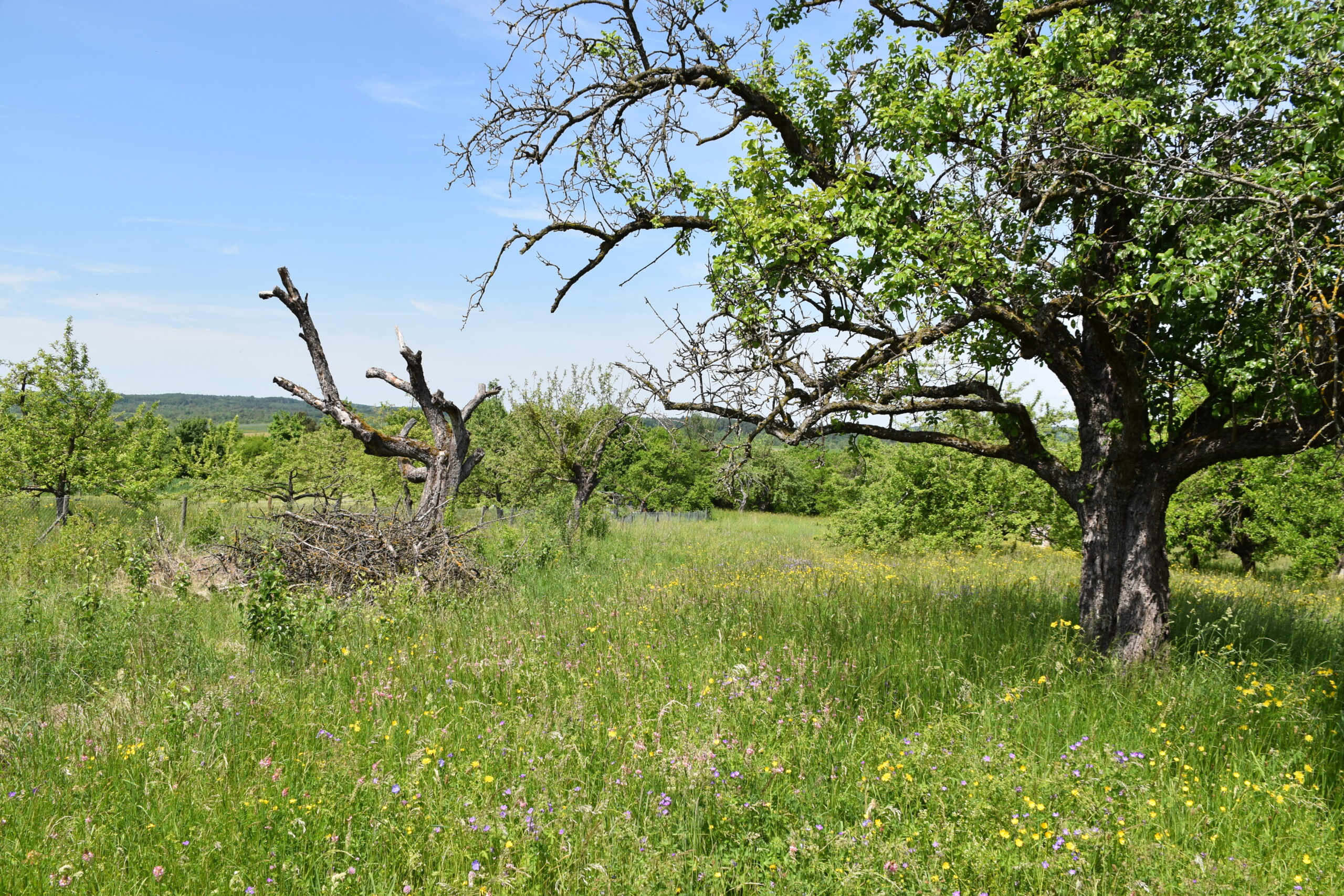 Streuobstwiese-Foto-von-Janina-DAlvise