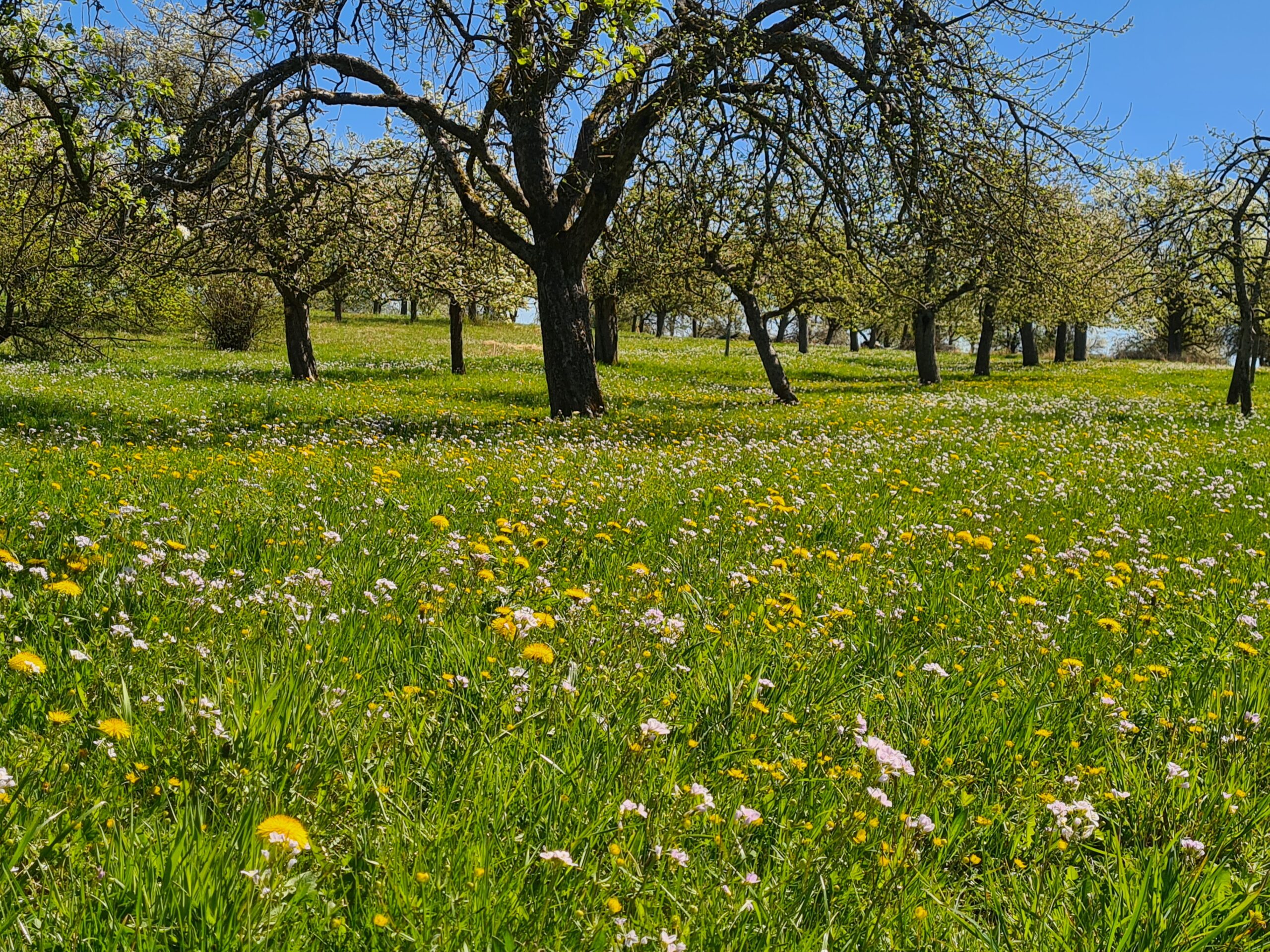 Streuobstwiese, Foto: Janina-D'Alvise
