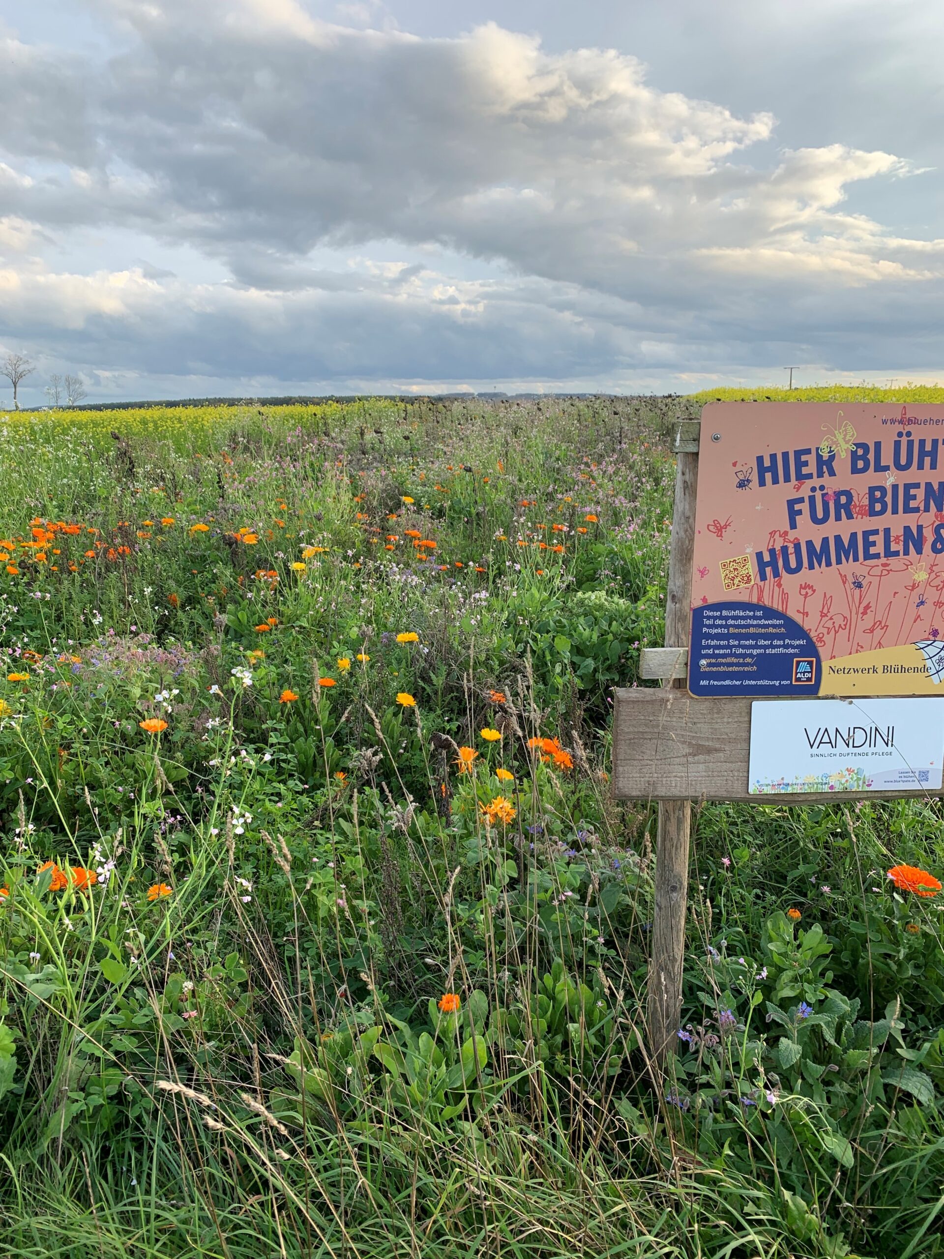 Einjährige Blühmischung am 1. November 2022 bei Ansbach, Foto: H. Schwab