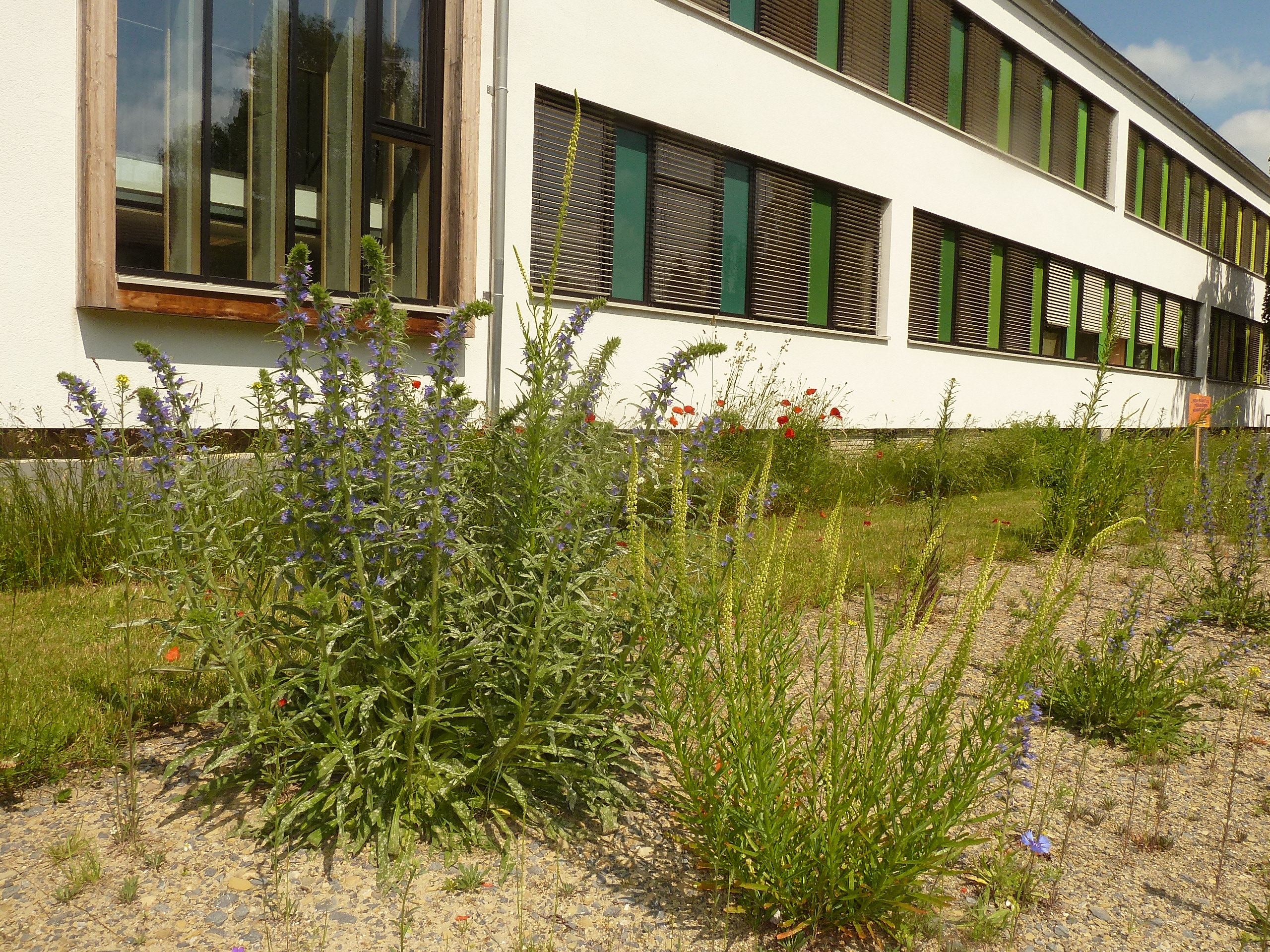 Bunter Saum und Kasseler Blühwiese am Dietrich-Bonhoeffer-Berufskolleg in Detmold. Foto: J. Braunsdorf