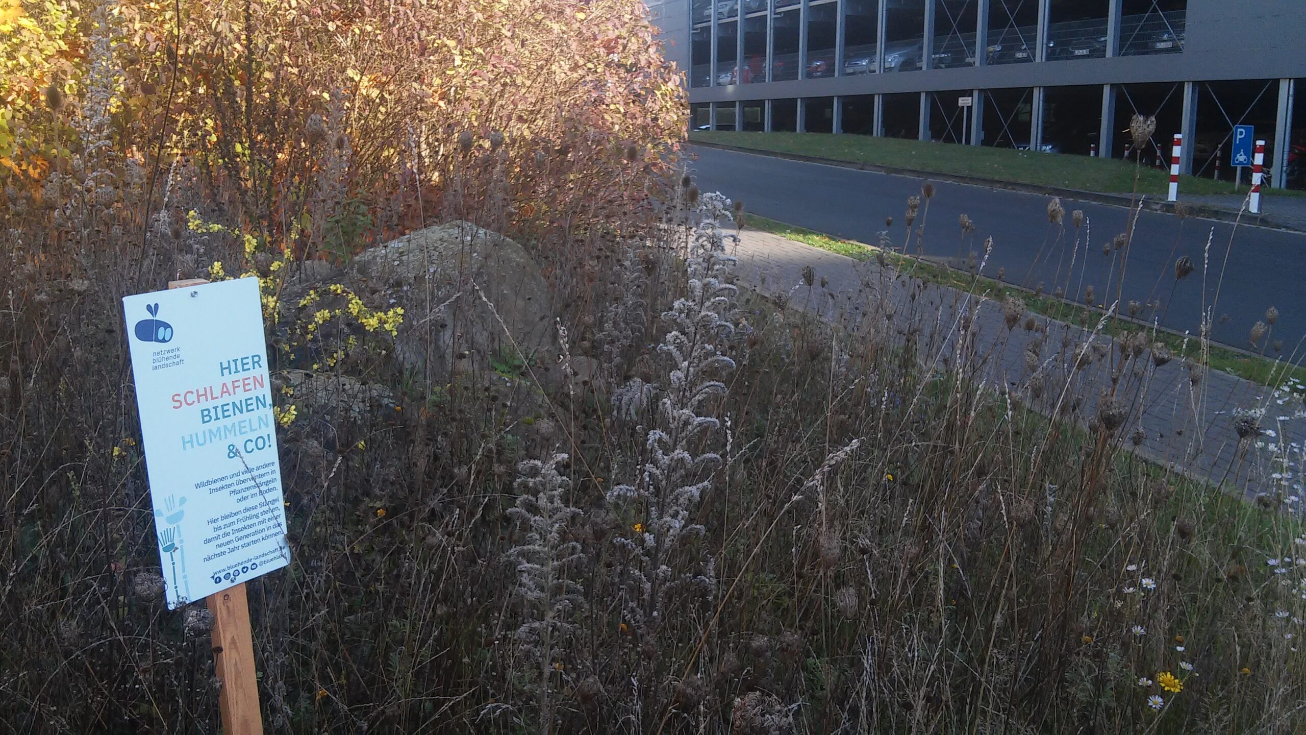 Vertrocknete Stängel bieten Wildbienen und Co. ein Winterquartier im Kreis Lippe. Foto: J. Braunsdorf