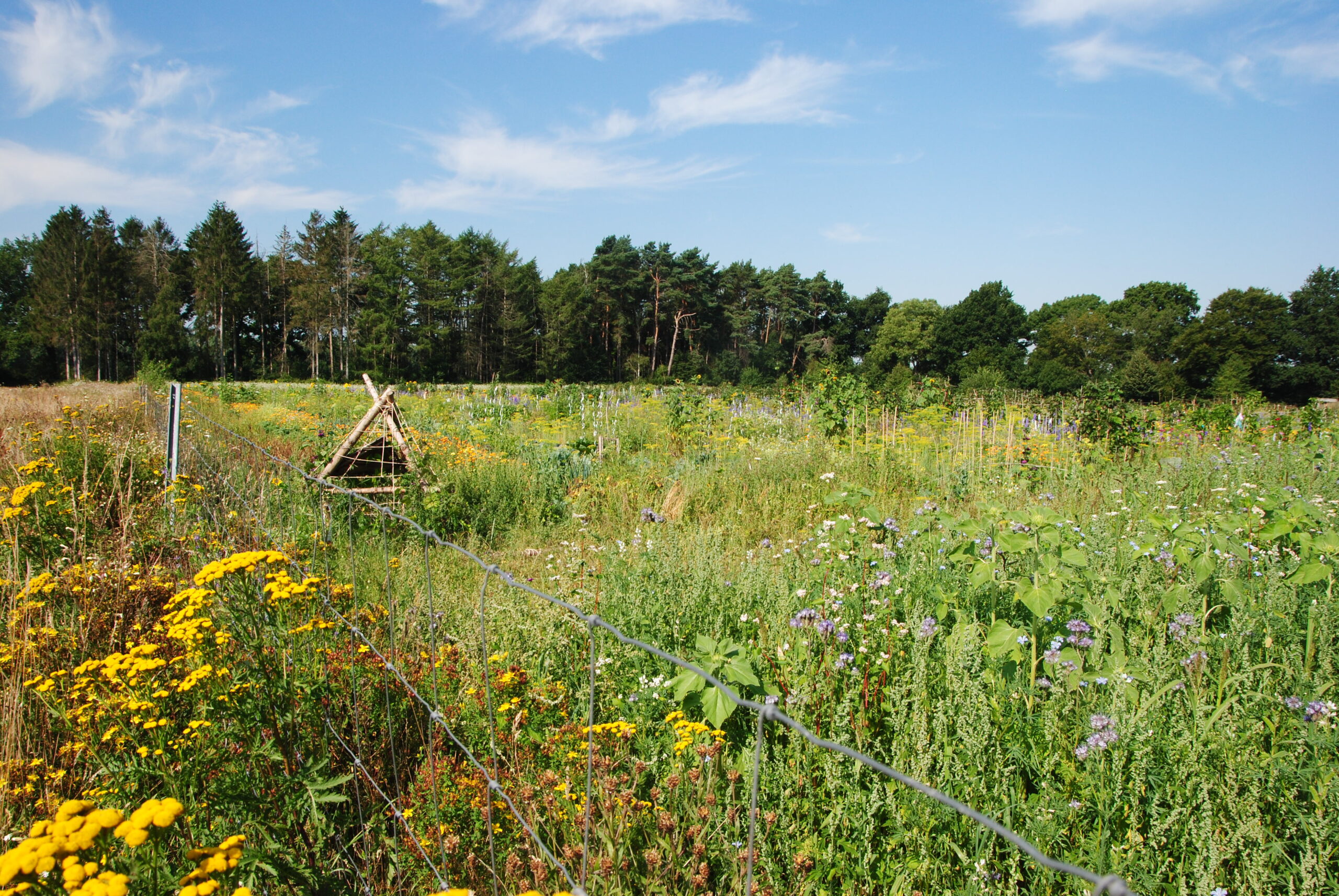 Blühbrache bei Pinneberg. Foto: J. Vickery