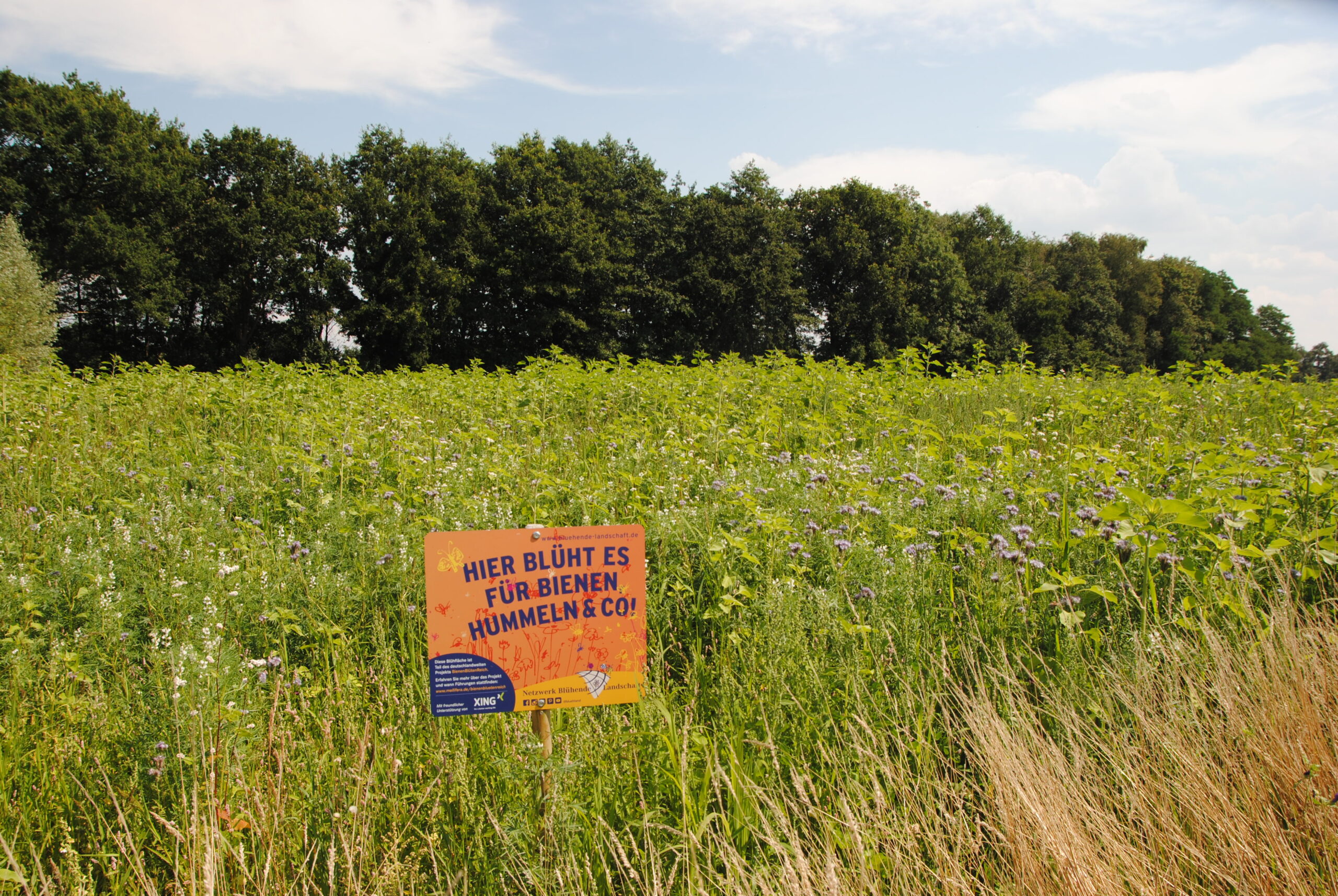 Einjährige Blühfläche bei Pinneberg. Foto: J. Vickery
