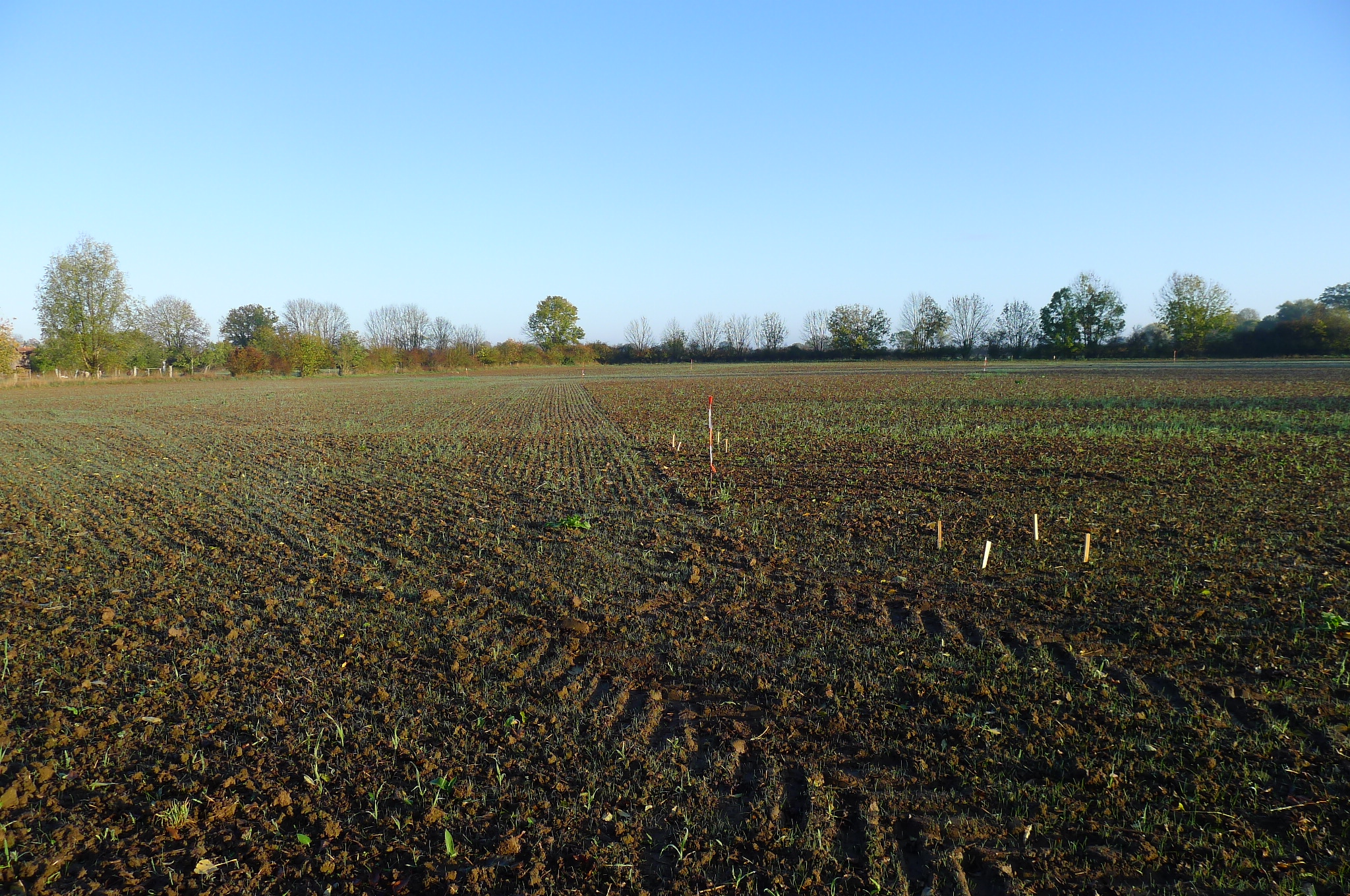 Frischwiese/Fettwiese und Mischung "Blühende Landschaft" wenige Wochen nach der Ansaat auf dem Friedenshof in Neustadt am Rübenberge. Foto: M. Hofmann