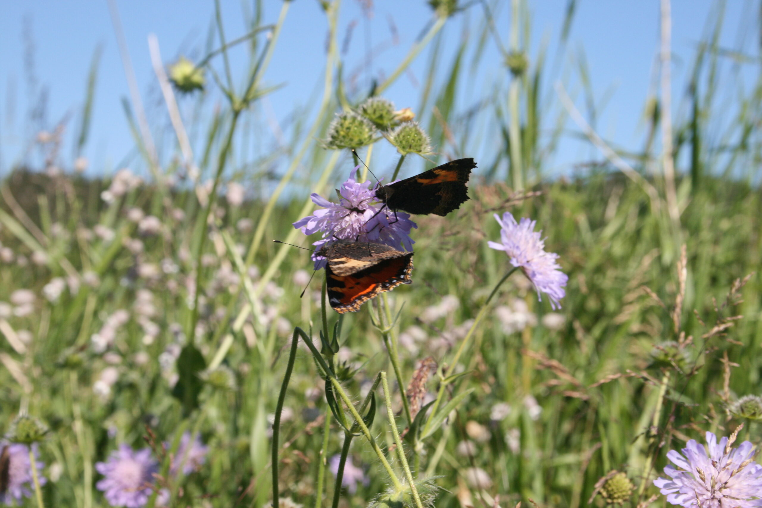 Kleine Füchse auf Ackerwitwenblume. Foto: S. Decker