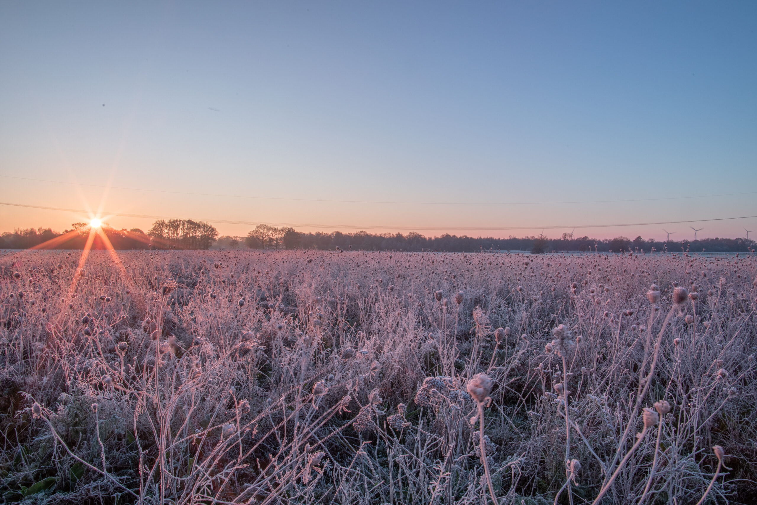 Blühfläche im Winter. Foto: S. Vogt
