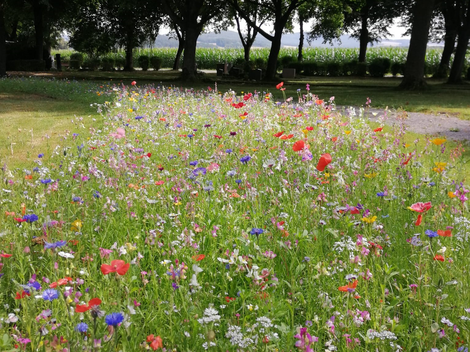 Einjährige Blühmischung in der Gemeinde Dörentrup. Foto: S. Bäune