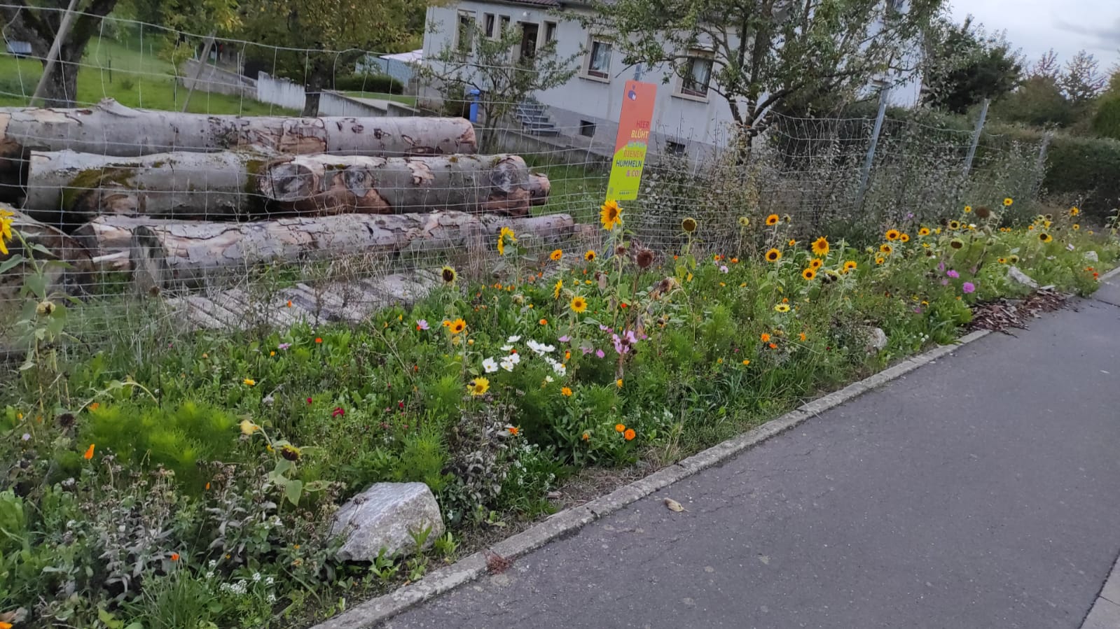 Einjährige Blühmischung "Farbe im Grün". Foto: U. Barth